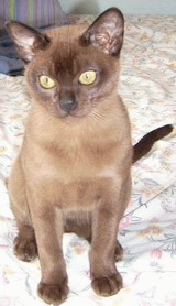 brown burmese kitten teignage temptress