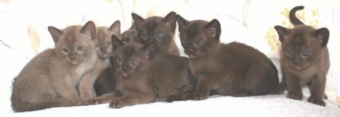 brown burmese kittens and blue burmese kittens at 5 weeks old