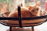 Red Burmese,  Amber