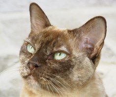 Chocolate tortie Burmese
