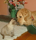 Calum meets honey our golden retriever 
