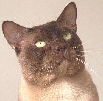 chocolate burmese stud cat