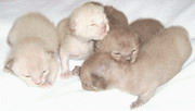 Calums first litter, the mother is Teignage Tantrum
