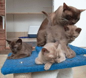 Calum washing his kittens who have come out to say hello