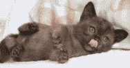 playful kitty