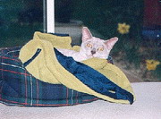 Patience a lilac burmese