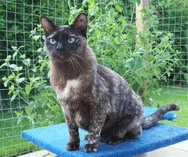 Teignage Phoenix a brown tortie burmese