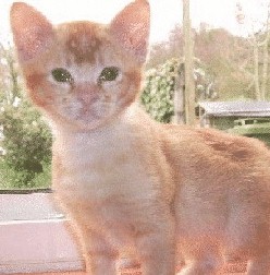 Asian Red Ticked Tabby at 10 weeks