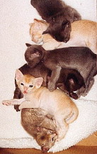 Teignage Janamel Tansys litter