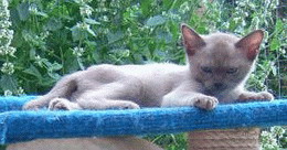 Chocolate Burmese kitten Teignage Tease owned by Claire Bond