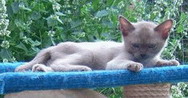 Teignage Tease a chocolate burmese