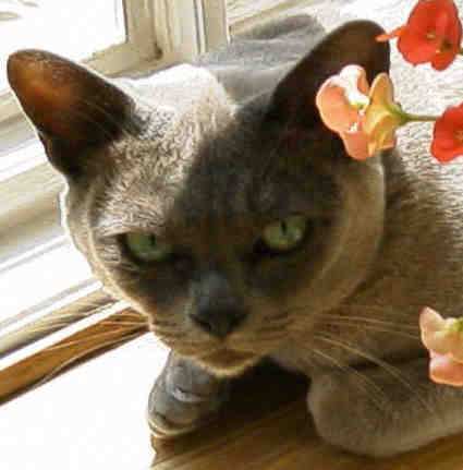 http://www.teignage-burmese.co.uk/chelceeinbay1.jpg